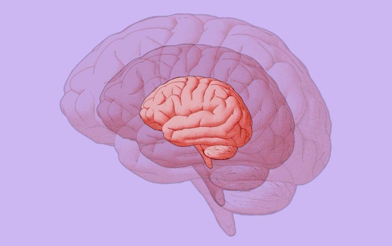 graphical image of human brain